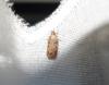 Depressaria sp.